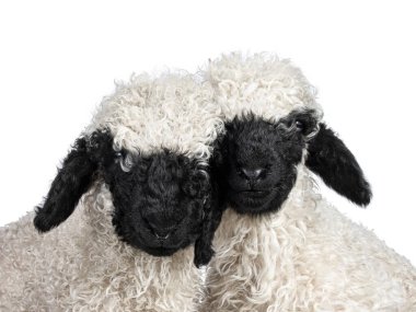 Bir buçuk haftalık sevimli Walliser Schwartznase 'nin, diğer adıyla Valais Blacknose kuzusunun, yüzü öne dönük. Kameraya doğru bakıyorum. Beyaz bir arkaplanda izole edilmiş.
