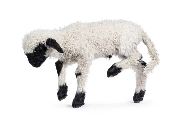 Adorable Walliser Schwartznase Una Semana Media Alias Valais Blacknose Lamb —  Fotos de Stock