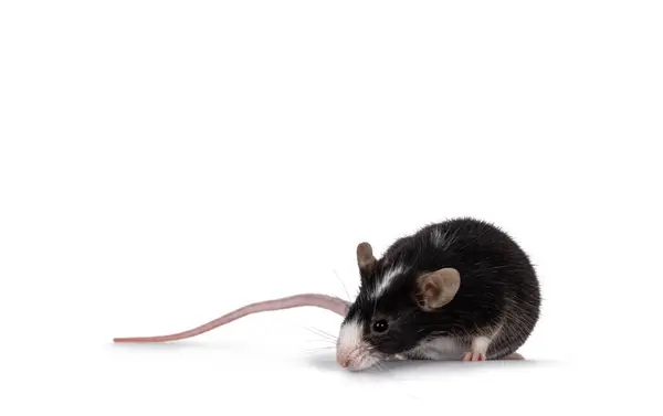 Niedliche Schwarze Maus Mit Weißer Nase Dicht Rand Stehend Blick — Stockfoto