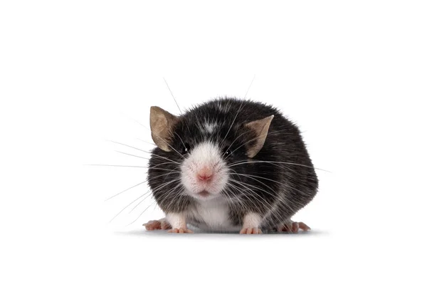 Niedliche Schwarze Maus Mit Weißer Nase Die Vorne Steht Und — Stockfoto