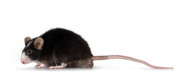 Niedliche Schwarze Maus Mit Weißer Nase Seitlich Stehend Blick Weg — Stockfoto
