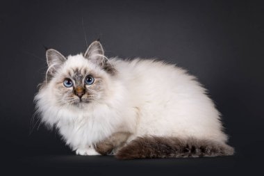 Süper şirin tekir noktalı tüylü Kutsal Birman kedi yavrusu, yan yatıyordu. Sevimli yüzüyle ve büyüleyici mavi gözleriyle kameraya bakıyor. Siyah bir arka planda izole edilmiş..