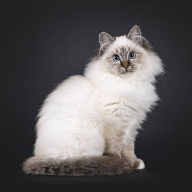 Süper şirin tekir noktası pofuduk Kutsal Birman kedi yavrusu, yan yana oturuyor. Sevimli yüzüyle ve büyüleyici mavi gözleriyle kameraya bakıyor. Siyah bir arka planda izole edilmiş..