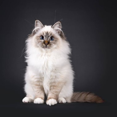 Süper şirin tekir noktası pofuduk Kutsal Birman kedi yavrusu, önde oturuyor. Sevimli yüzüyle ve büyüleyici mavi gözleriyle yukarı ve yukarı bakıyor. Siyah bir arka planda izole edilmiş..