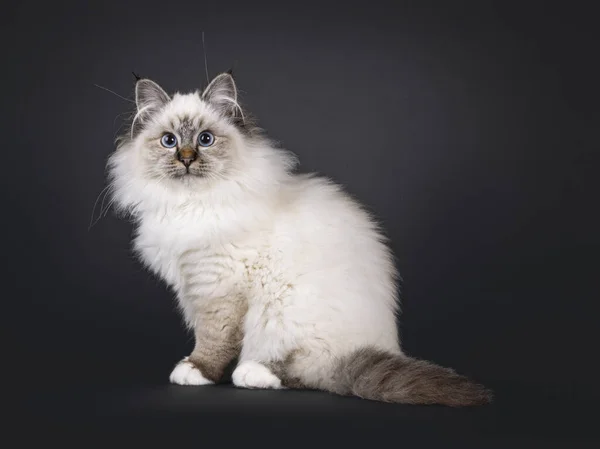 Super Lindo Tabby Punto Esponjoso Gato Sagrado Birman Gatito Sentado —  Fotos de Stock