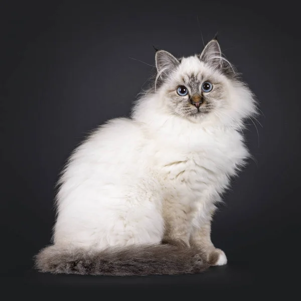Super Schattig Tabby Point Pluizig Heilige Birman Kat Kitten Zitten — Stockfoto