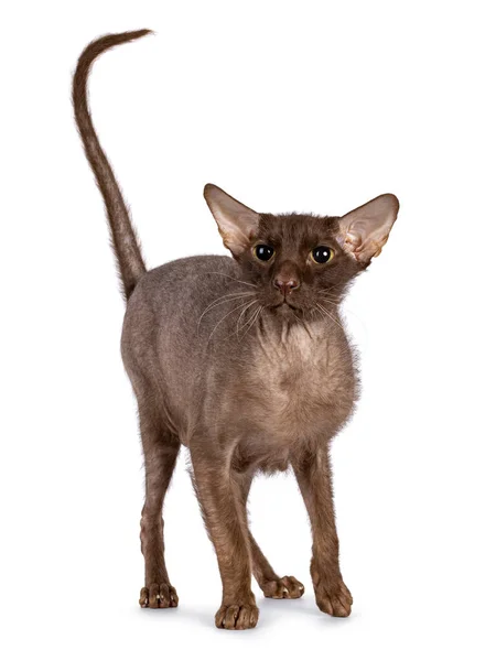 Brown Senior Peterbald Brush Cat Standing Facing Front Looking Camera — Stock Photo, Image