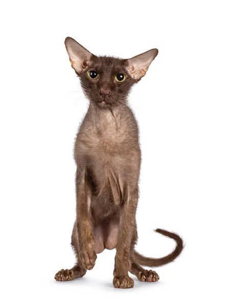 Brązowy Starszy Peterbald Brush Kot Stoi Twarzą Przodu Patrzę Prosto — Zdjęcie stockowe