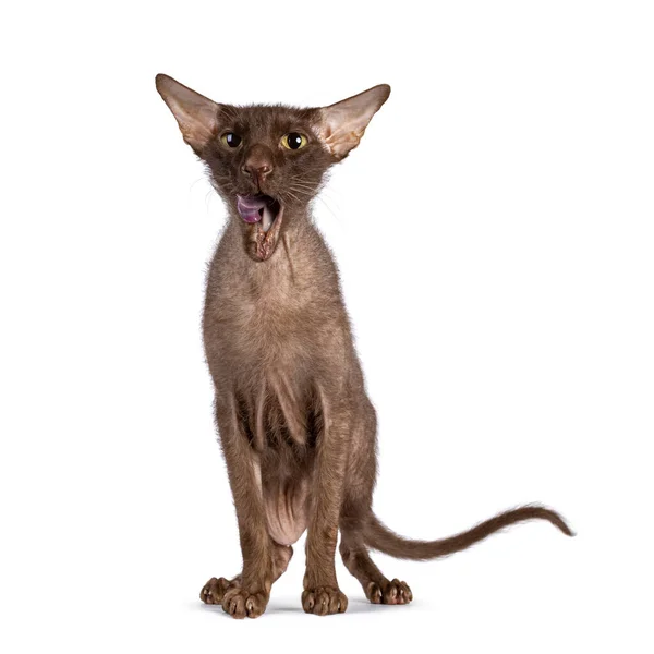 stock image Brown senior Peterbald Brush cat, standing facing front. Looking towards camera while licking it's mouth. Isolated on a white background.