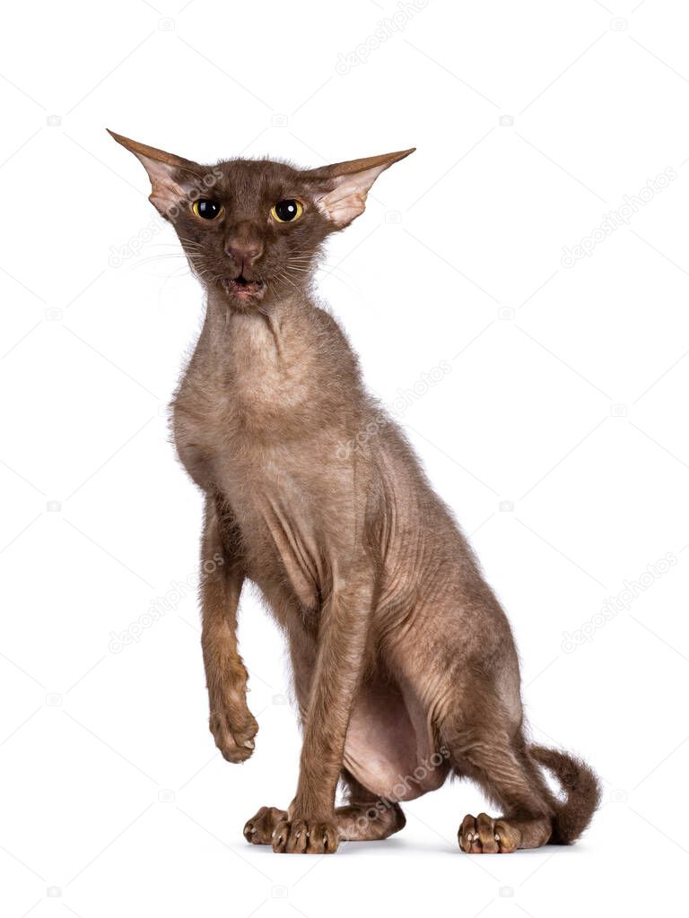 Brown senior Peterbald Brush cat, sentado de lado. Parece tonto con las