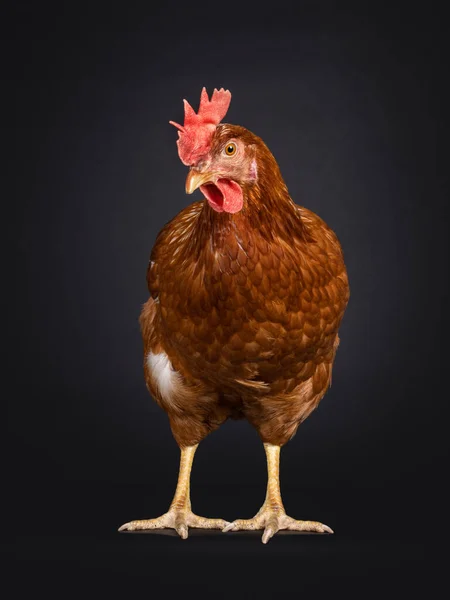 前に立って 茶色の鶏 別名女性の鶏 横を向いて下を向いて 黒い背景に隔離された — ストック写真
