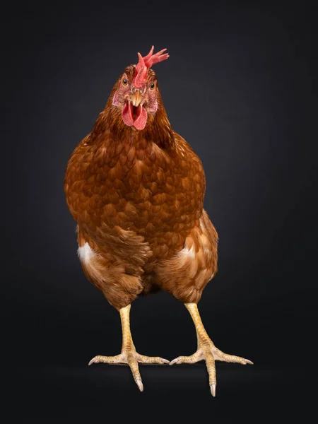 前に立って 茶色の鶏 別名女性の鶏 両方の目を示すカメラをまっすぐに見て 黒い背景に隔離された — ストック写真