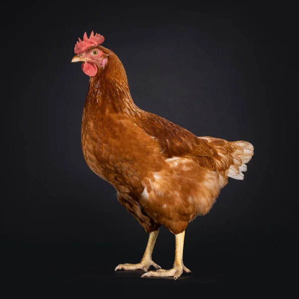 茶色の鶏別名女性の鶏 立ち側の方法です カメラから離れた側の道を見て 黒い背景に隔離された — ストック写真
