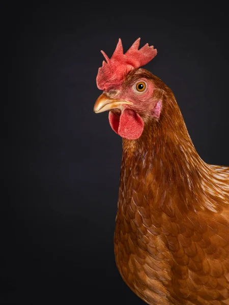 Kafasına Esmer Tavuk Diğer Adıyla Dişi Tavuk Yüzü Öne Dönük — Stok fotoğraf