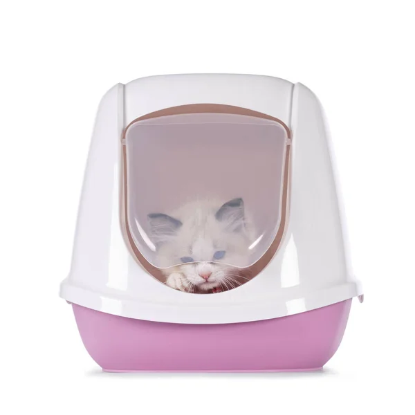 stock image Cute bicolor Ragdoll cat kitten, cabout to come out of closed pink litter box using flap door. Looking away from camera camera. Isolated on a white background.