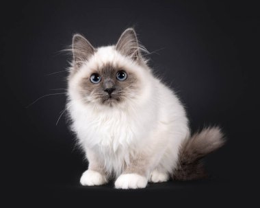 Şirin pofuduk mavi noktalı kutsal Birman, önde oturuyor. Doğrudan kameraya bakıyorum. Siyah bir arkaplanda izole edilmiş.