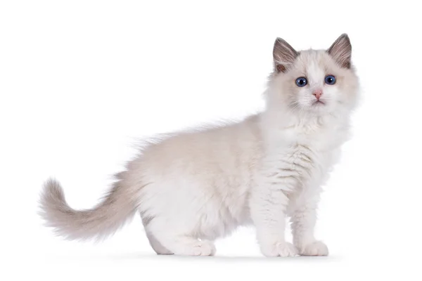 Aranyos Bicolor Ragdoll Macska Cica Álló Oldalon Módon Kék Szemű — Stock Fotó