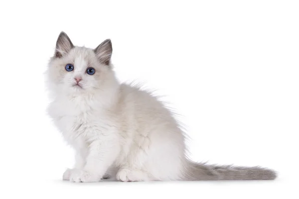 Aranyos Bicolor Ragdoll Macska Cica Side Ways Egyenesen Kék Szemű — Stock Fotó