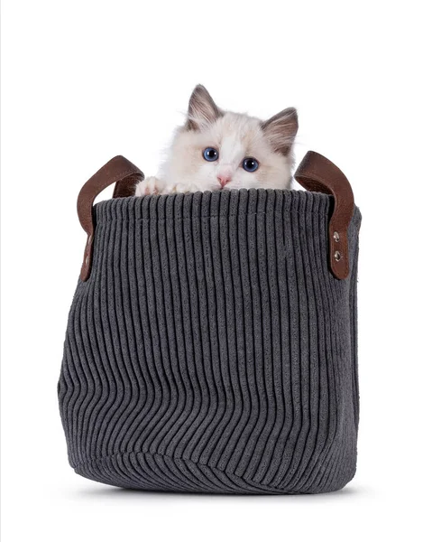 可爱的双色拉格布娃娃猫 坐在灰色的高篮子里 用蓝眼睛直勾勾地看着摄像机 被白色背景隔离 — 图库照片