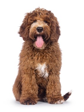Sevimli Autralian Cobberdog namı diğer Labradoodle köpeği köpek yavrusu, yüzüstü oturmuş, dili dışarı fırlamış halde nefes nefese. Kameraya doğru bakıyorum. Göğüs ve ayak parmaklarında beyaz lekeler var. Beyaz bir arkaplanda izole edilmiş.