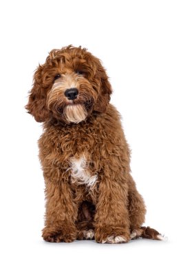 Sevimli Autralian Cobberdog namı diğer Labradoodle köpeği, önde oturuyor. Kameraya doğru başını eğerek bakıyor. Göğüs ve ayak parmaklarında beyaz lekeler var. Beyaz bir arkaplanda izole edilmiş.