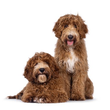 Sevimli çift Avustralya Cobberdog lakabı Labradoodle köpek yavruları, oturuyorlar ve yüzleri önde yatıyorlar. Doğrudan kameraya bakıyorum. Göğüs ve ayak parmaklarında beyaz lekeler var. Beyaz bir arkaplanda izole edilmiş.