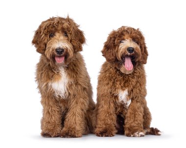 Sevimli çift Avustralya Cobberdog lakabı Labradoodle köpek yavruları, önde oturuyorlar. Doğrudan kameraya bakıyorum. Göğüs ve ayak parmaklarında beyaz lekeler var. Beyaz bir arkaplanda izole edilmiş.