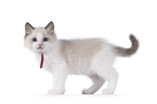 かわいい二色のラグドール猫子猫 立ち側の方法です 青い目のカメラを向いている 白い背景に隔離された — ストック写真
