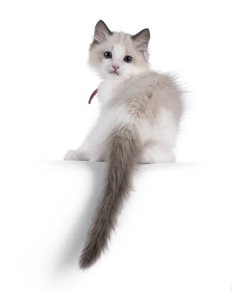 Cute Dwukolorowy Kot Ragdoll Kotek Siedzi Tyłu Ogonem Wiszącym Krawędzi — Zdjęcie stockowe