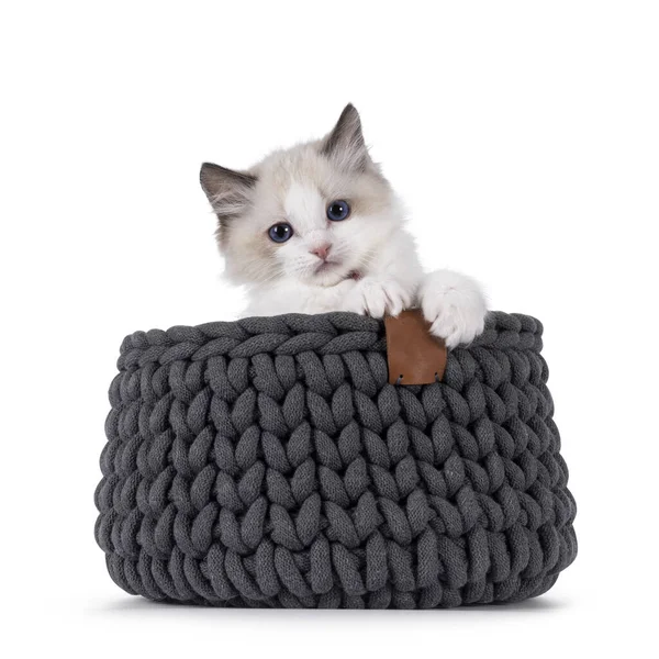 Gatinho Gato Bonito Bicolor Ragdoll Sentado Cesta Malha Cinza Olhando — Fotografia de Stock