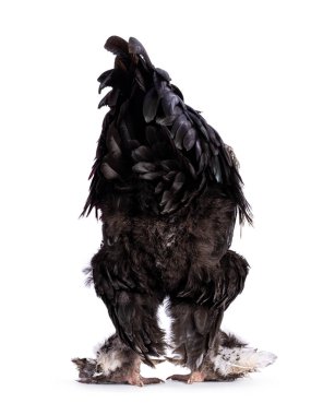 Impressive Brahma mix rooster, standing backwards showing butt. Isolated on a white background.