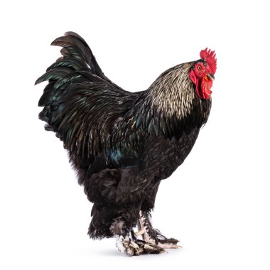 Etkileyici Brahma karışımı horoz, yan yana duruyor. Beyaz bir arkaplanda izole edilmiş.