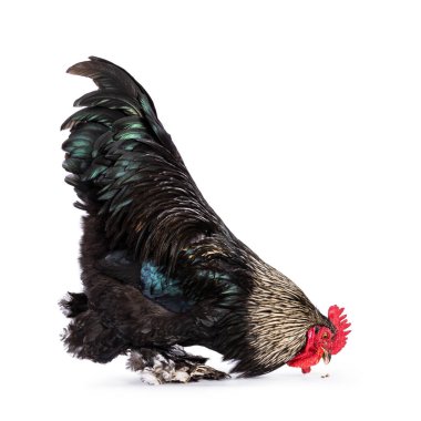 Etkileyici Brahma karışımı horoz, yan yana duruyor. Yerden yemek yemek. Beyaz bir arkaplanda izole edilmiş.