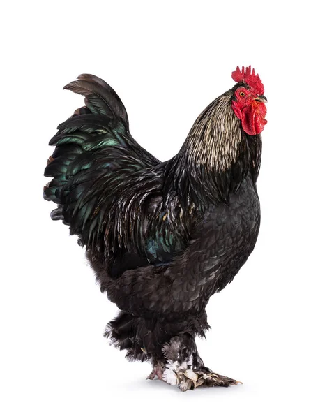 Impressive Brahma Mix Rooster Standing Side Ways Isolated White Background — Stock Photo, Image