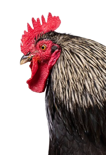Head Show Impressive Brahma Mix Rooster Standing Side Ways Looking — Stock Photo, Image