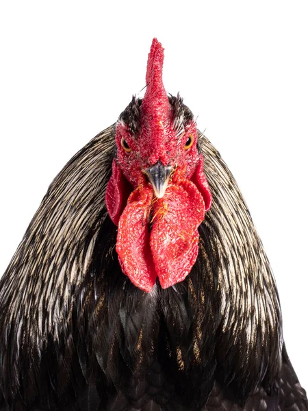 印象的なブラフマミックス鶏のヘッドショー 正面に直面して立っている 両方の目を示すカメラを見て 白い背景に隔離された — ストック写真