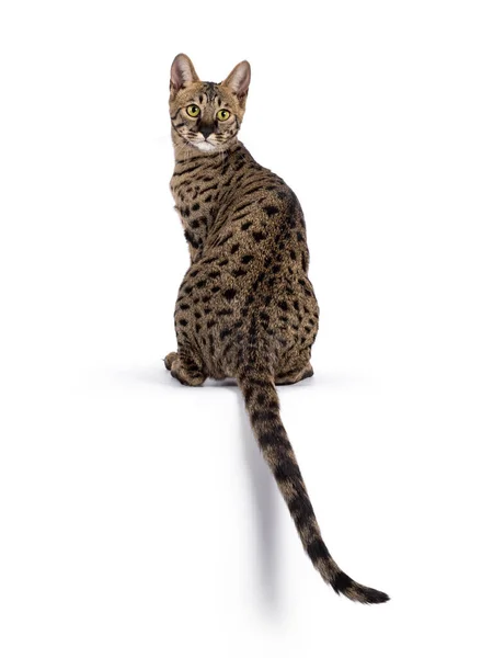 Savannah Katze Mit Viel Servaler Ähnlichkeit Rücklings Auf Dem Rand — Stockfoto
