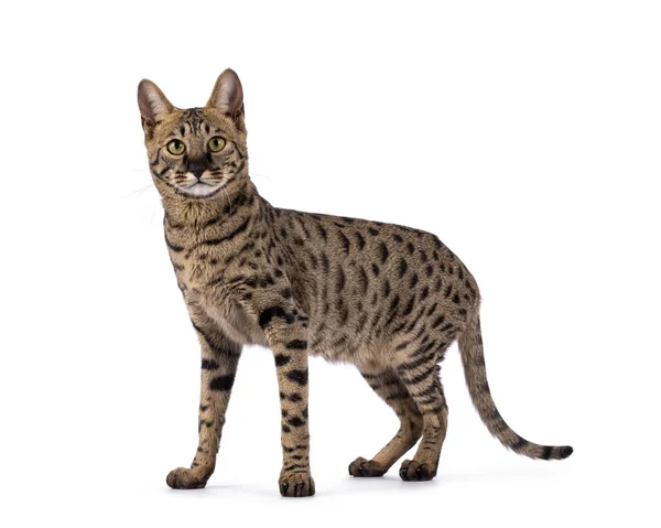 Savannah Cat Loads Serval Resemblance Standing Side Ways Looking Straight — Stock Photo, Image