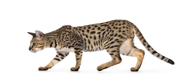 Schöne Savannah Katze Die Seitliche Wege Geht Der Blick Weg — Stockfoto