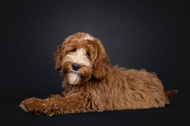Beyaz erkek Labradoodle köpeğiyle tatlı kırmızı, yan yatmış. Kameraya doğru başını eğerek bakıyor. Siyah bir arkaplanda izole edilmiş.