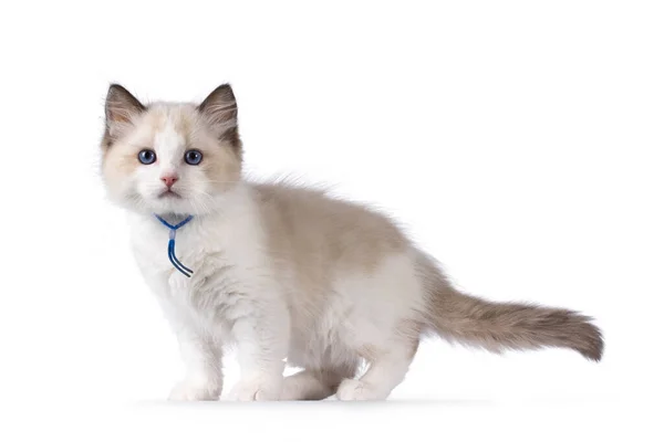 Cute Bicolor Ragdoll Cat Kitten Standing Side Ways Looking Camera — Stock Photo, Image