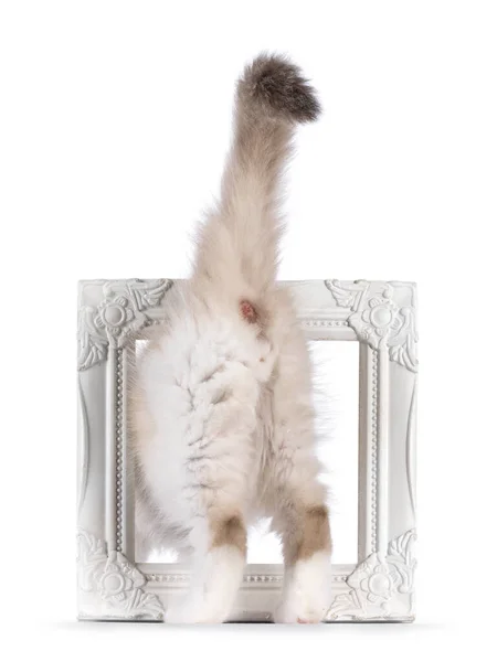 Cute Bicolor Ragdoll Cat Kitten Walking Backwards Througt Picture Frame — Stockfoto