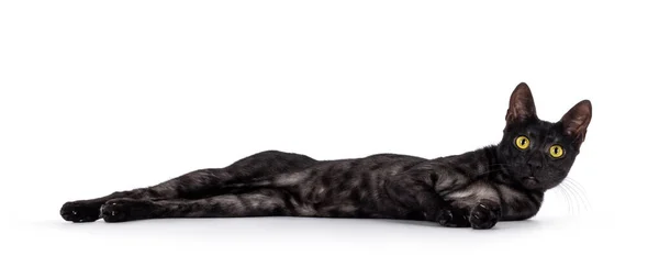 Humo Negro Savannah Gato Tendido Todo Estirado Relajado Lado Mirando — Foto de Stock