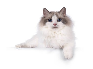 İki renkli Ragdoll kedisi, kenarlarda yatıyor. Pençe kenardan sarkıyor. Koyu mavi gözlerle kameraya bakıyorum. Beyaz bir arkaplanda izole edilmiş.