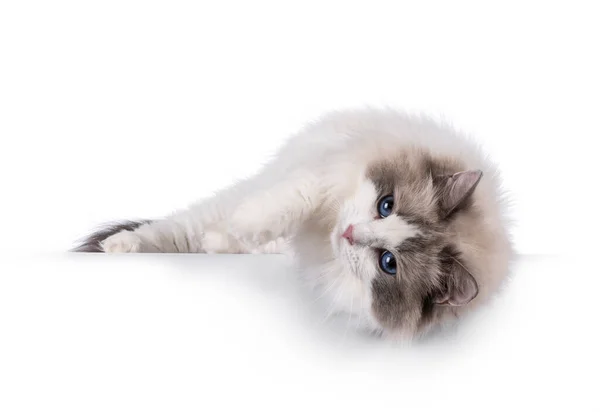 Pěkná Dvoubarevná Kočka Ragdoll Ležící Bokem Přes Okraj Dívám Kameru — Stock fotografie