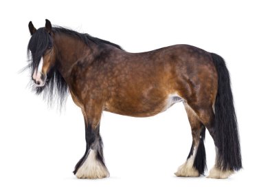 Kahverengi Tinker, nam-ı diğer Gypsy Cob atı yan yana duruyor. Başını hafifçe yana çevir. Kameraya bakıyorum. beyaz arkaplanda izole edilmiş.