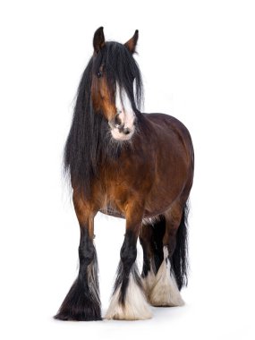 Kahverengi Tinker, nam-ı diğer Gypsy Cob atı önde duruyor. Başını hafifçe yana çevir. Kameraya bakıyorum. beyaz arkaplanda izole edilmiş.