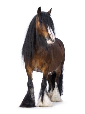 Kahverengi Tinker, nam-ı diğer Gypsy Cob atı önde duruyor. Başını hafifçe yana çevir. Kameraya bakıyorum. beyaz arkaplanda izole edilmiş.