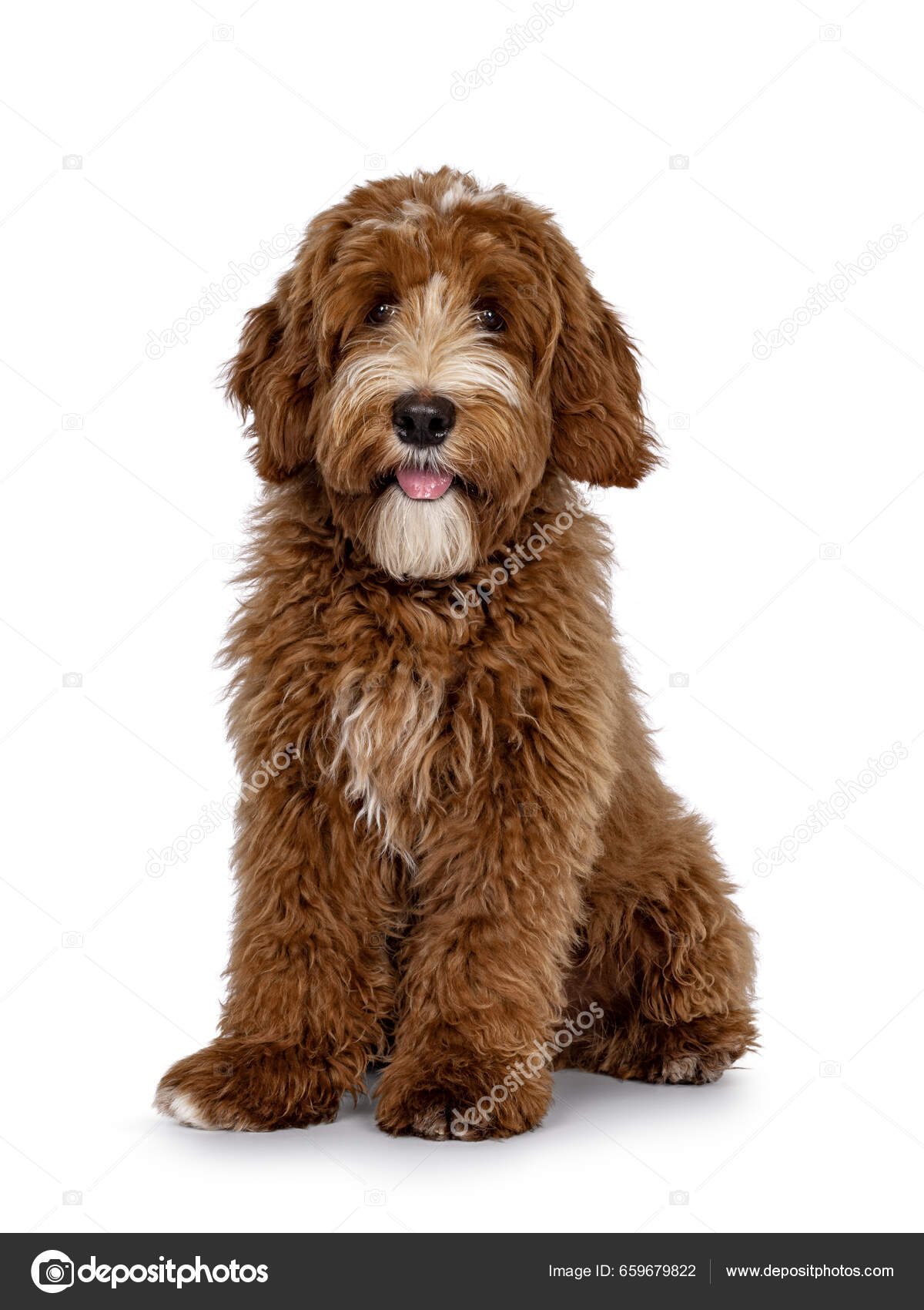 Cute Red White Spots Labradoodle Dog Sitting Slightly Side Ways