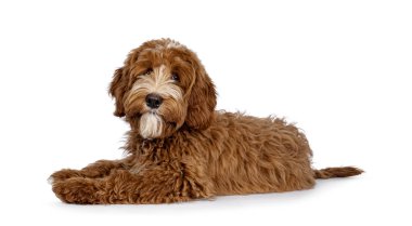 Cute red with white spots Labradoodle dog, laying down side ways. Looking straight to camera. isolated on a white background. clipart